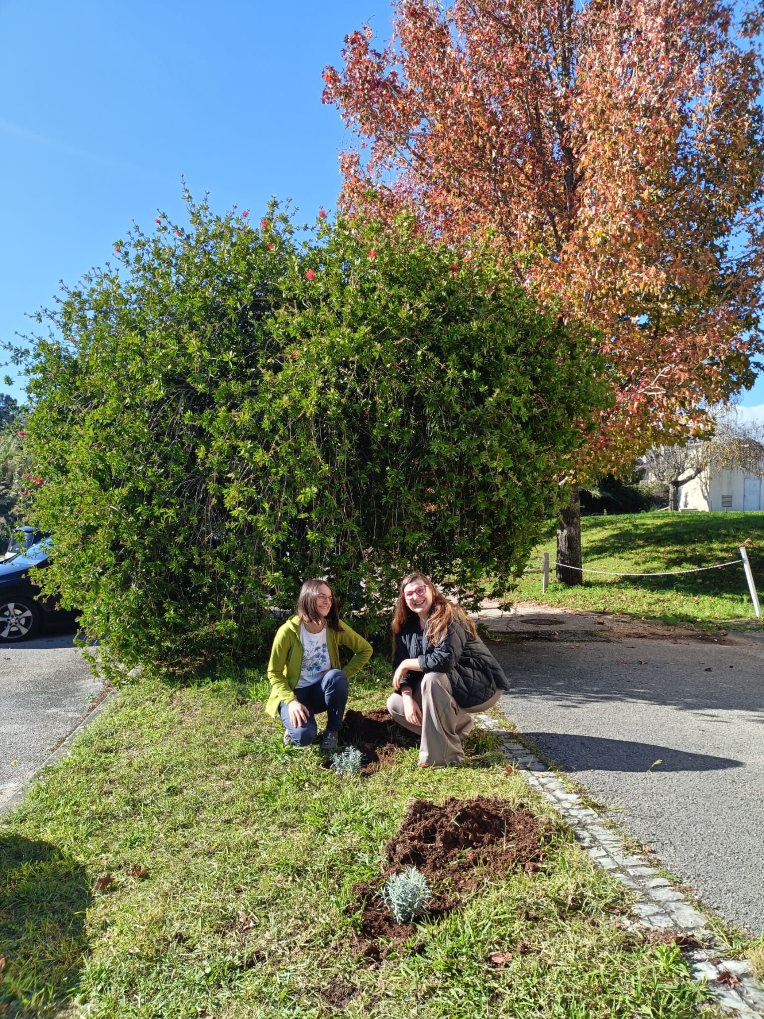 Moje Mobilne Drzewo – sadzenie lawendy